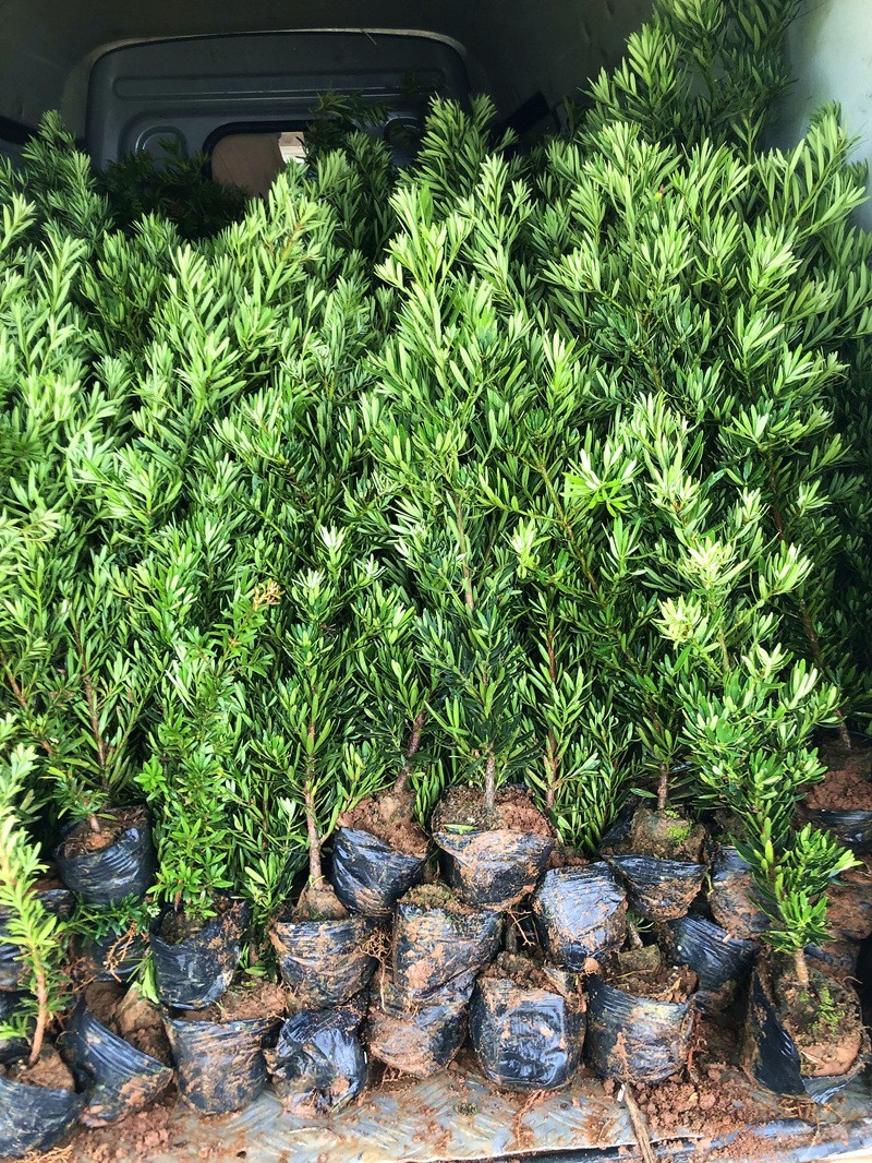 菊花心公树罗汉松不结果只开花盆景客厅旺宅卉庭院绿植物盆栽