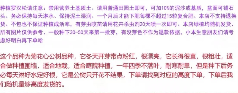 菊花心公树罗汉松不结果只开花盆景客厅旺宅卉庭院绿植物盆栽