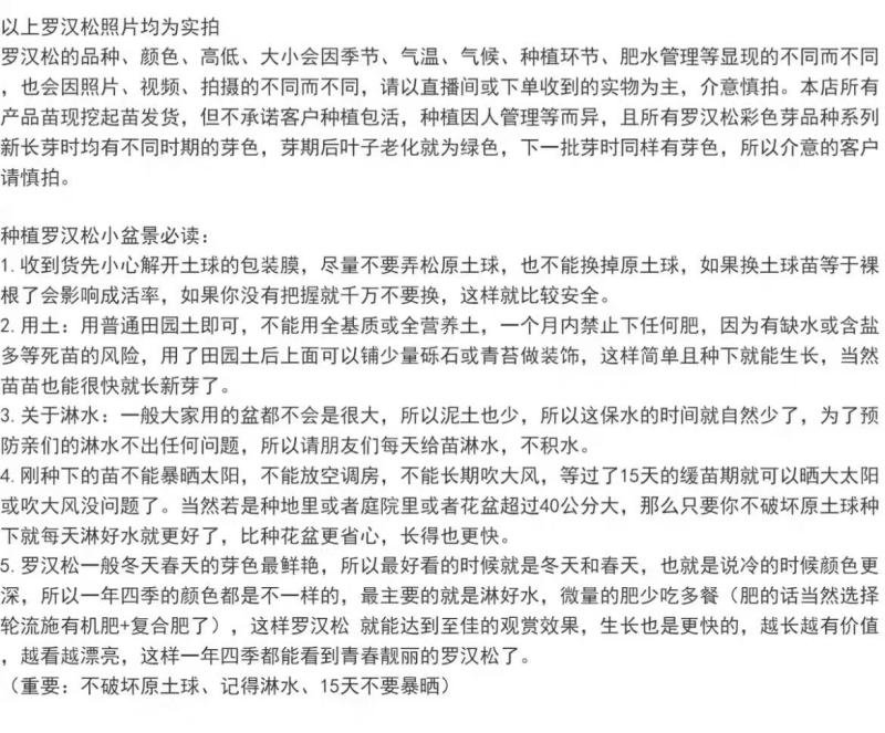 菊花心公树罗汉松不结果只开花盆景客厅旺宅卉庭院绿植物盆栽
