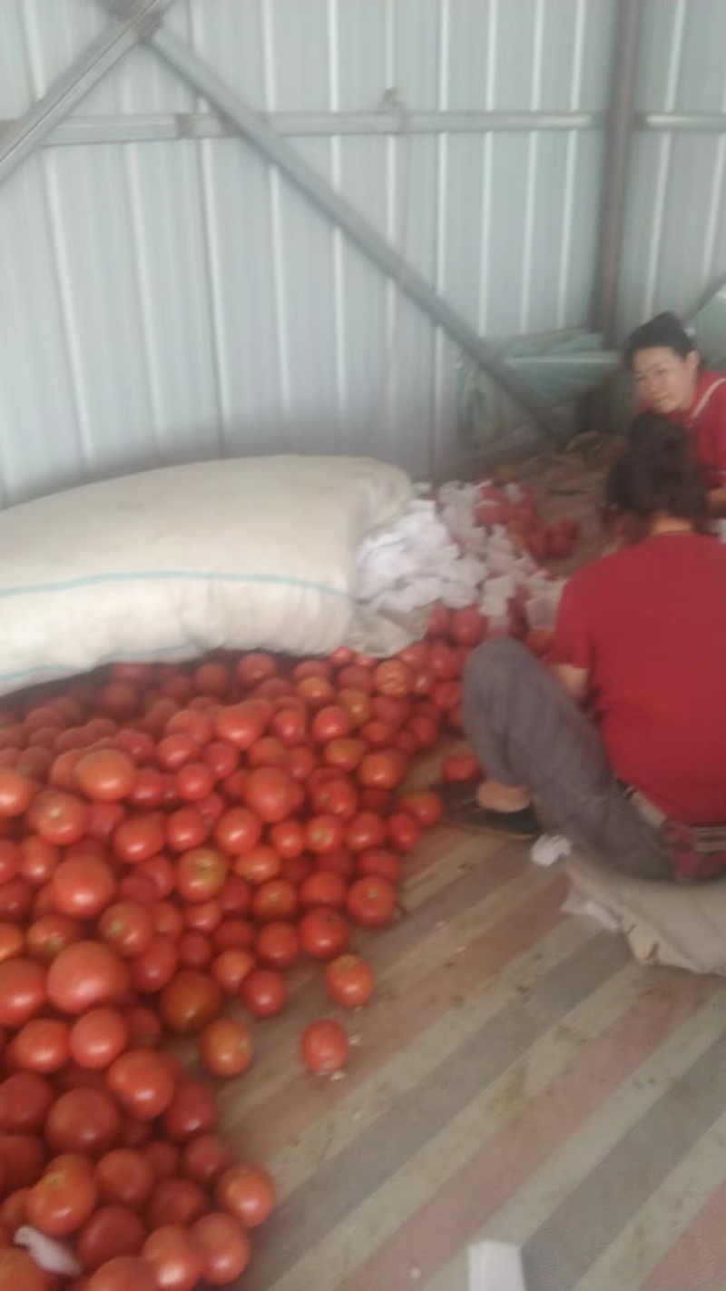 【优选】山东德州西红柿-313西红柿量大-价格优惠欢迎联系
