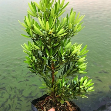 海岛菊花心罗汉松母树四季常绿室内外小盆栽绿植园艺造型盆景