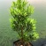 海岛菊花心罗汉松母树四季常绿室内外小盆栽绿植园艺造型盆景