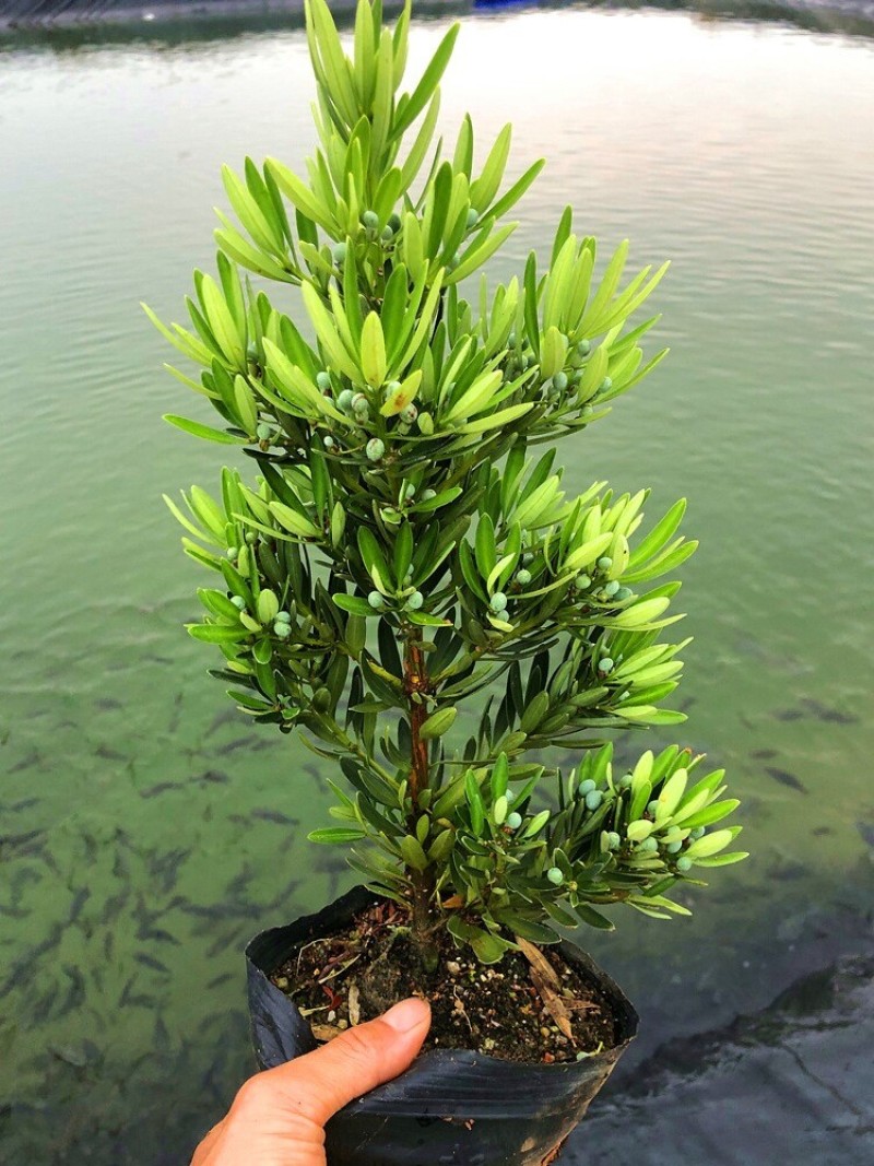 海岛菊花心罗汉松母树四季常绿室内外小盆栽绿植园艺造型盆景