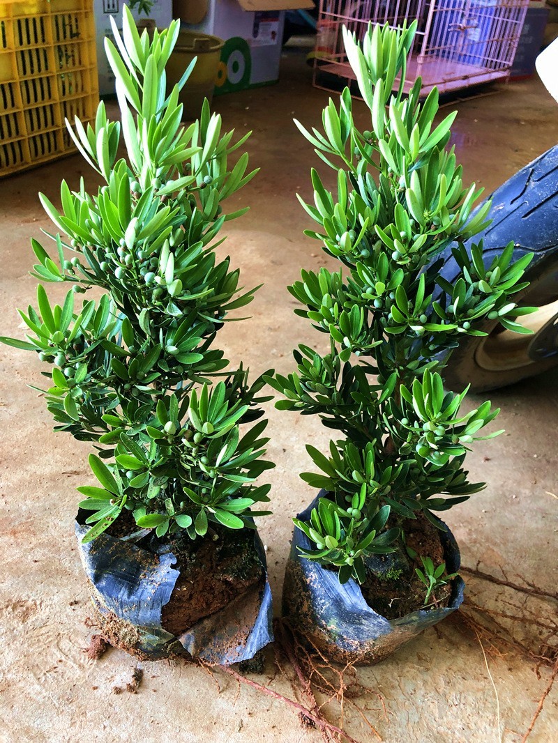 海岛菊花心罗汉松母树四季常绿室内外小盆栽绿植园艺造型盆景