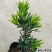 海岛菊花心罗汉松母树四季常绿室内外小盆栽绿植园艺造型盆景