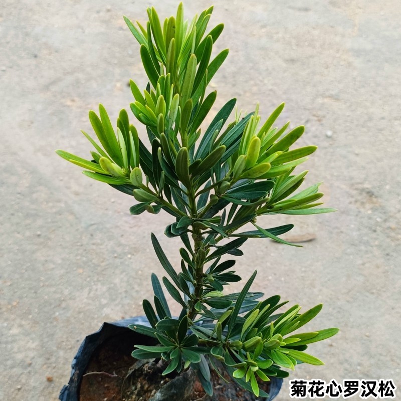 海岛菊花心罗汉松母树四季常绿室内外小盆栽绿植园艺造型盆景