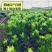 海岛菊花心罗汉松母树四季常绿室内外小盆栽绿植园艺造型盆景