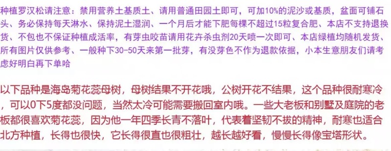 海岛菊花心罗汉松母树四季常绿室内外小盆栽绿植园艺造型盆景