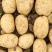 河北土豆V7土豆（大量现货）现挖现发可视频看货对接全国