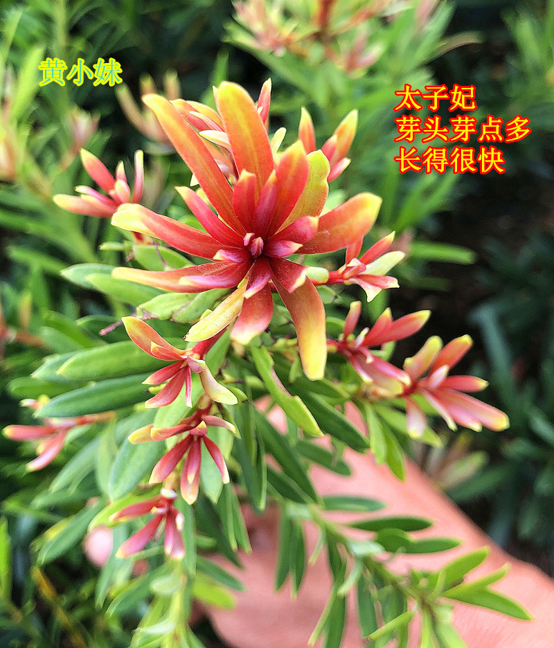 海岛红芽太子妃罗汉松办公室盆景客厅旺宅花卉庭院绿植物盆栽