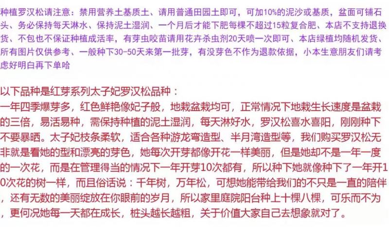 海岛红芽太子妃罗汉松办公室盆景客厅旺宅花卉庭院绿植物盆栽