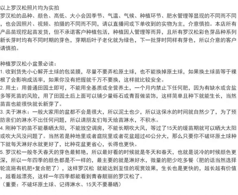海岛红芽太子妃罗汉松办公室盆景客厅旺宅花卉庭院绿植物盆栽