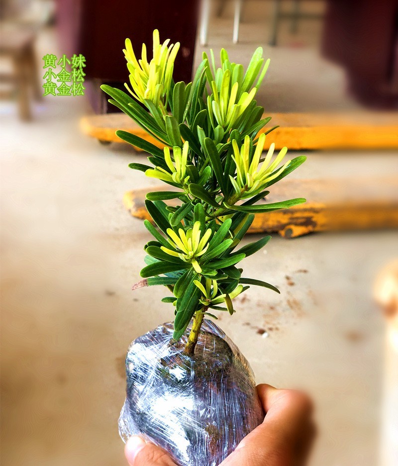 黄金钻罗汉松黄芽发财黄金松新鲜绿植小盆栽大造型树室内客厅