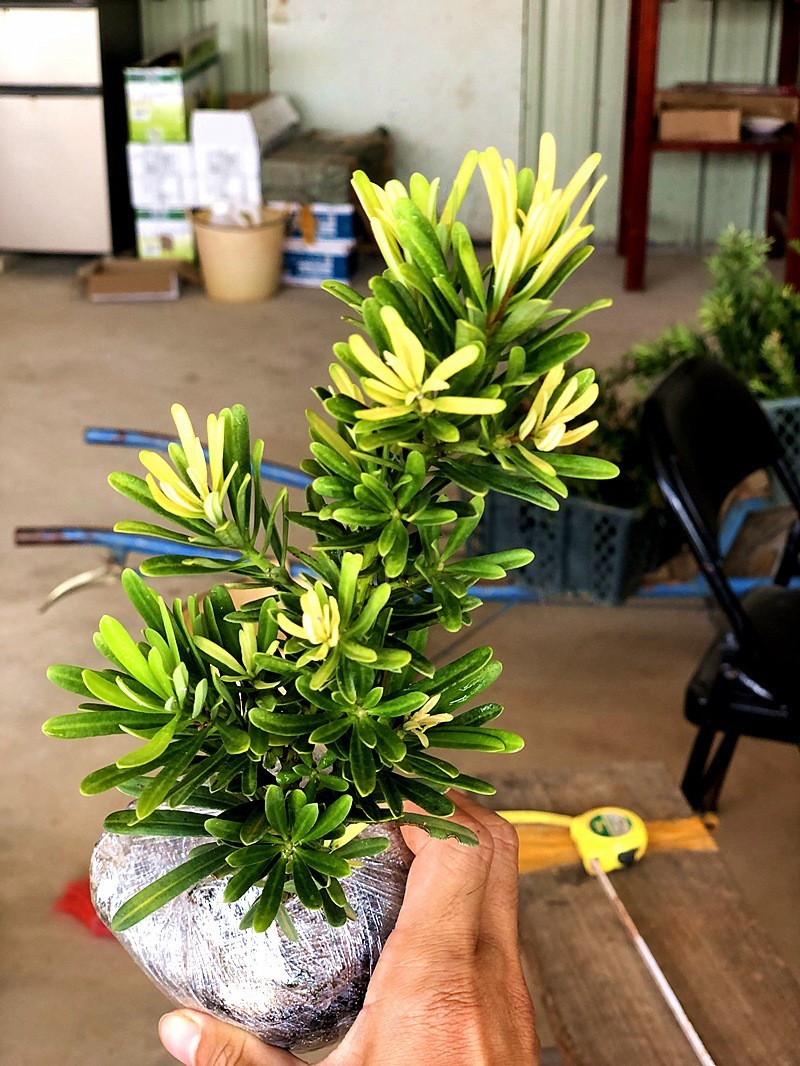 黄金钻罗汉松黄芽发财黄金松新鲜绿植小盆栽大造型树室内客厅