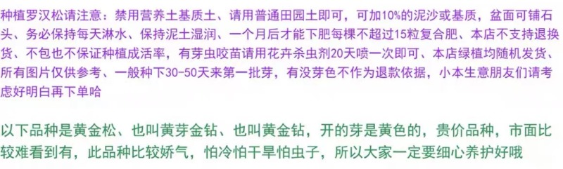 黄金钻罗汉松黄芽发财黄金松新鲜绿植小盆栽大造型树室内客厅