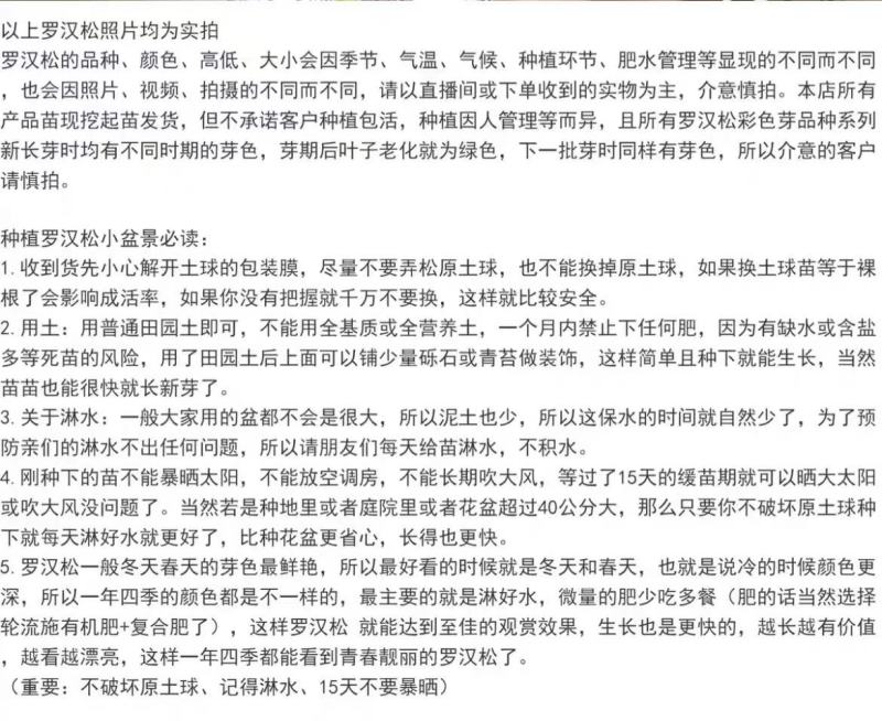 黄金钻罗汉松黄芽发财黄金松新鲜绿植小盆栽大造型树室内客厅