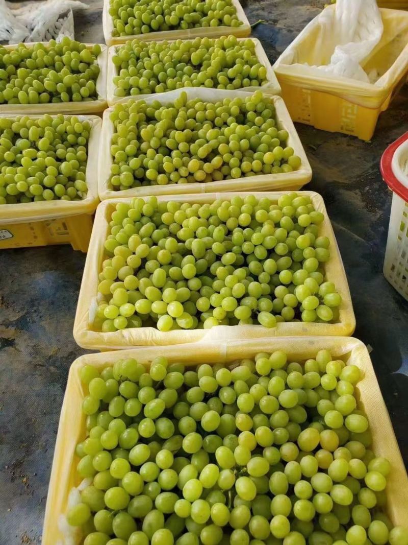新疆葡萄新疆无核白大量供应中产地直发量大优惠