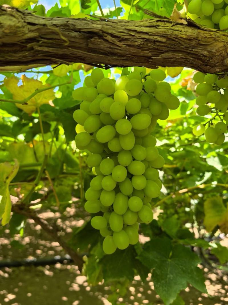 新疆葡萄新疆无核白大量供应中产地直发量大优惠