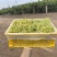 新疆葡萄新疆无核白大量供应中产地直发量大优惠