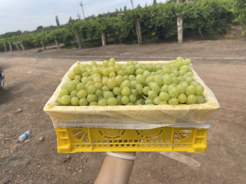 新疆葡萄新疆无核白大量供应中产地直发量大优惠
