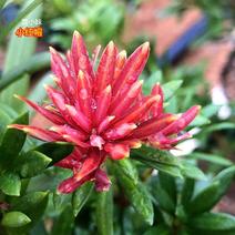 小红帽红宝石小叶红芽罗汉松金彩松绿植造型鲜花卉园盆栽名贵