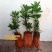 小红帽红宝石小叶红芽罗汉松金彩松绿植造型鲜花卉园盆栽名贵