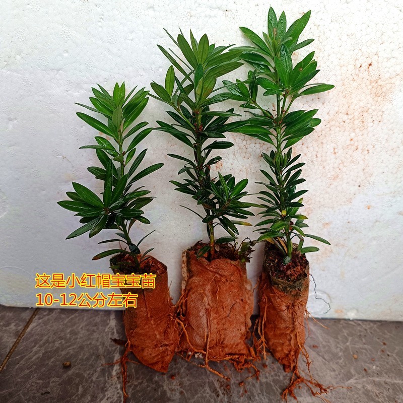 小红帽红宝石小叶红芽罗汉松金彩松绿植造型鲜花卉园盆栽名贵