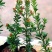 小红帽红宝石小叶红芽罗汉松金彩松绿植造型鲜花卉园盆栽名贵