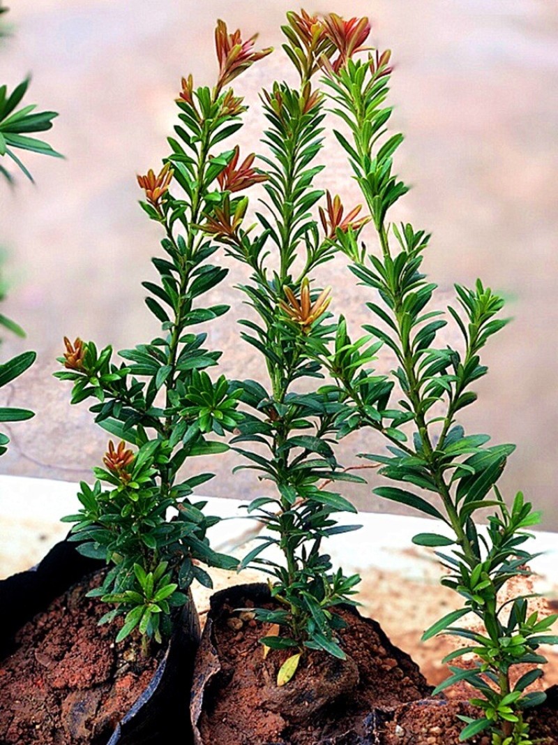 小红帽红宝石小叶红芽罗汉松金彩松绿植造型鲜花卉园盆栽名贵