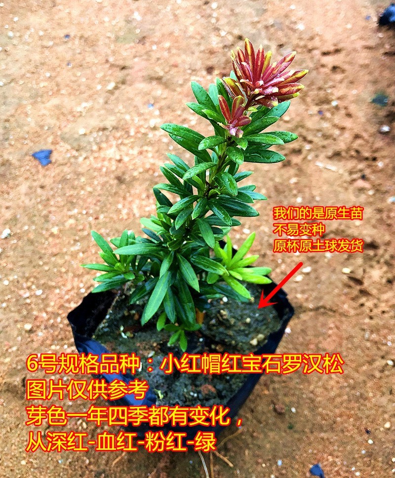 小红帽红宝石小叶红芽罗汉松金彩松绿植造型鲜花卉园盆栽名贵