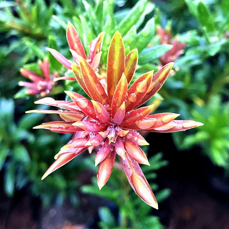 小红帽红宝石小叶红芽罗汉松金彩松绿植造型鲜花卉园盆栽名贵