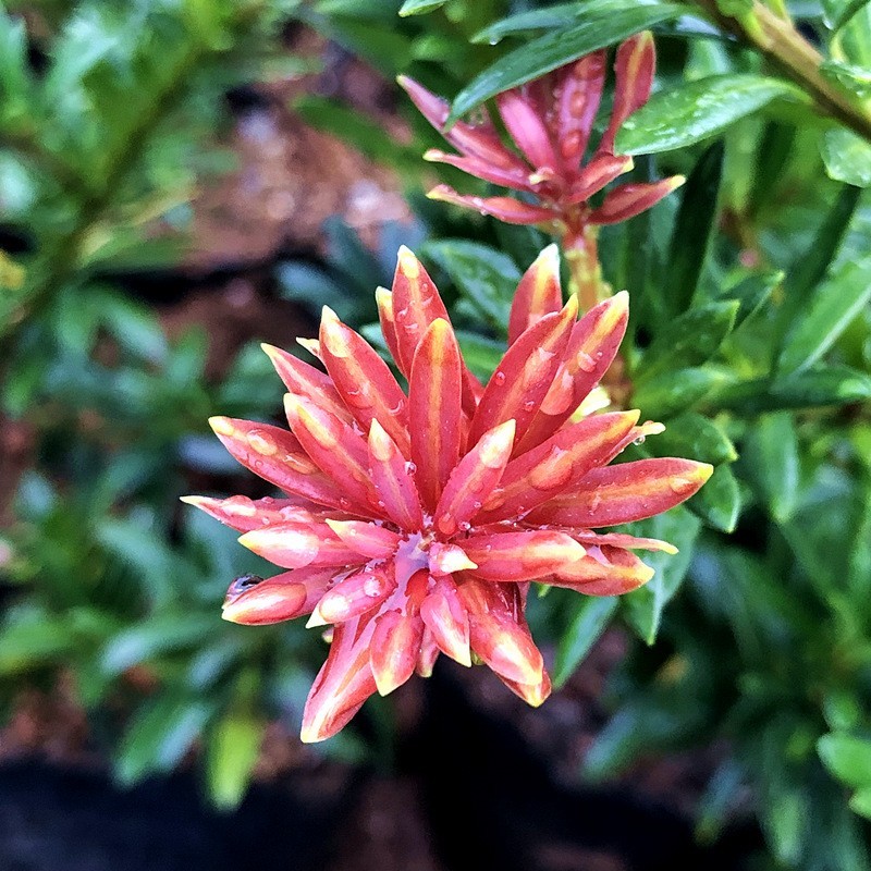 小红帽红宝石小叶红芽罗汉松金彩松绿植造型鲜花卉园盆栽名贵