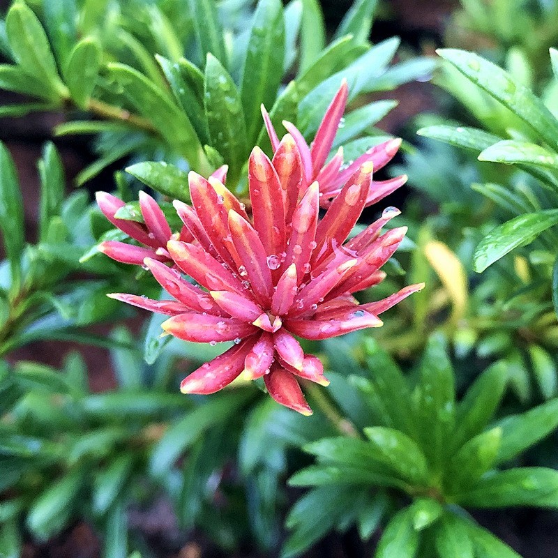 小红帽红宝石小叶红芽罗汉松金彩松绿植造型鲜花卉园盆栽名贵
