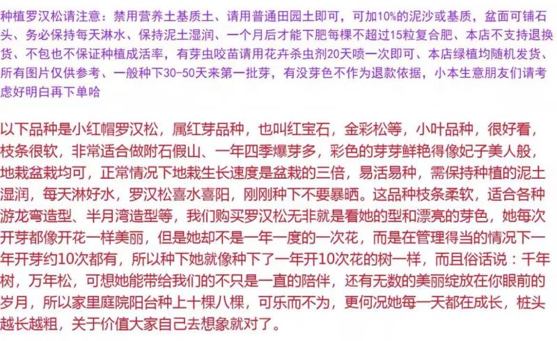 小红帽红宝石小叶红芽罗汉松金彩松绿植造型鲜花卉园盆栽名贵