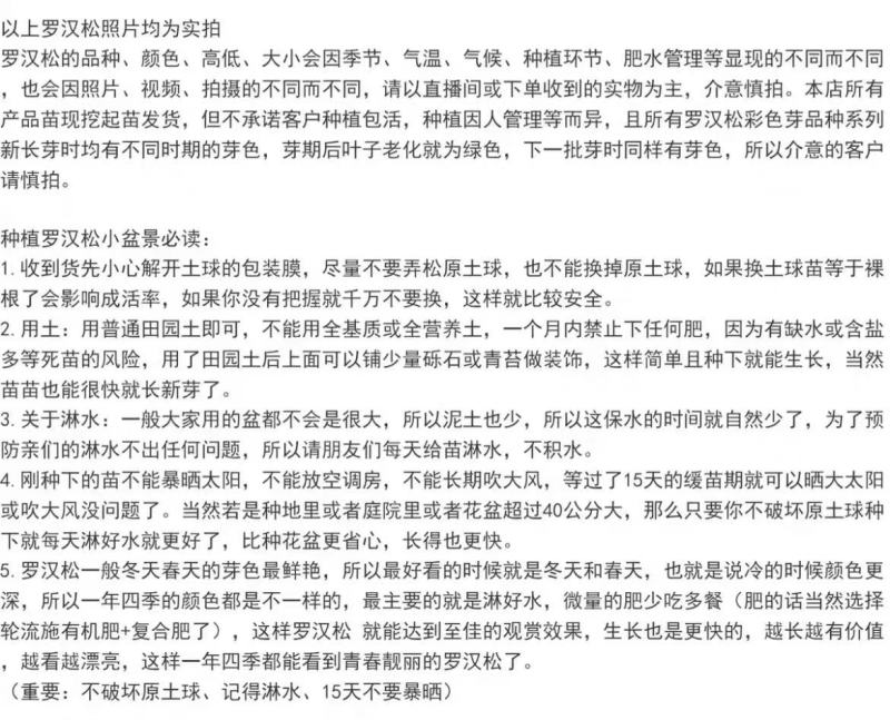 小红帽红宝石小叶红芽罗汉松金彩松绿植造型鲜花卉园盆栽名贵