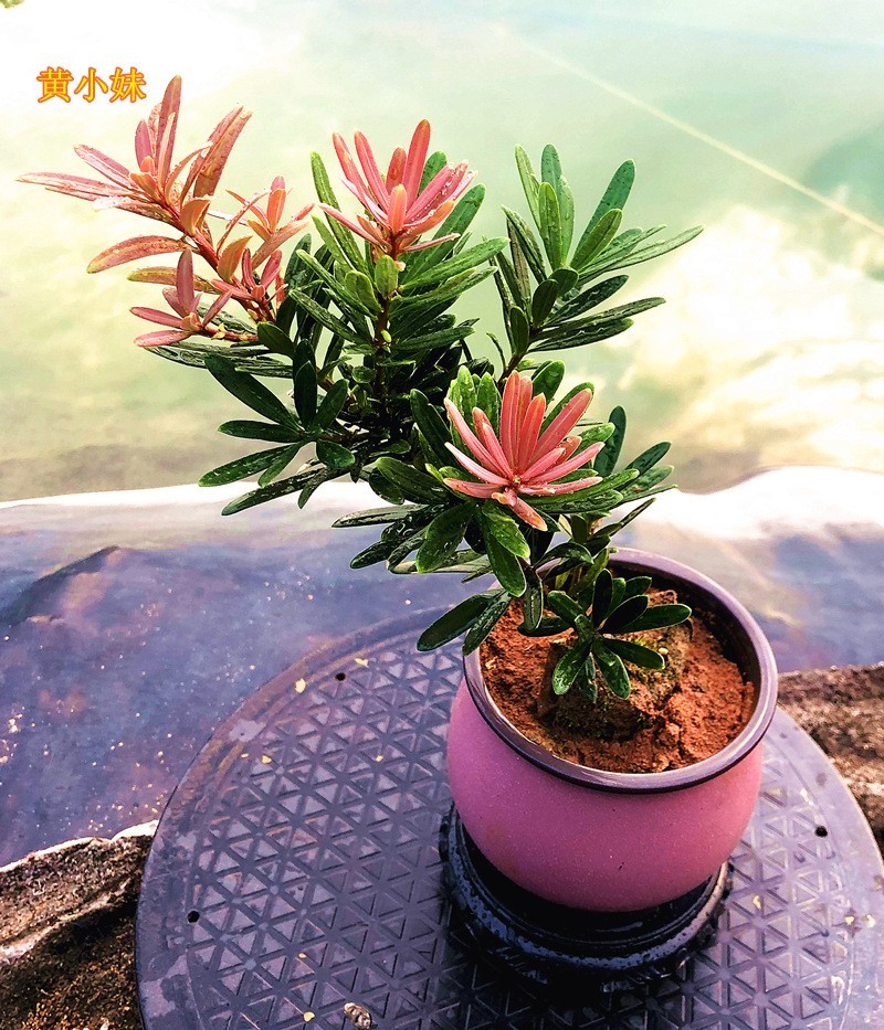 海岛紫红芽紫金松罗汉松紫真趣绿植花卉小盆栽造型树苗景园艺