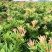 海岛紫红芽紫金松罗汉松紫真趣绿植花卉小盆栽造型树苗景园艺
