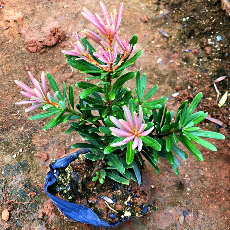 海岛紫红芽紫金松罗汉松紫真趣绿植花卉小盆栽造型树苗景园艺