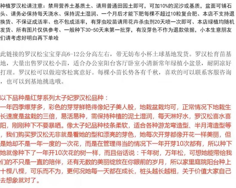 海岛紫红芽紫金松罗汉松紫真趣绿植花卉小盆栽造型树苗景园艺