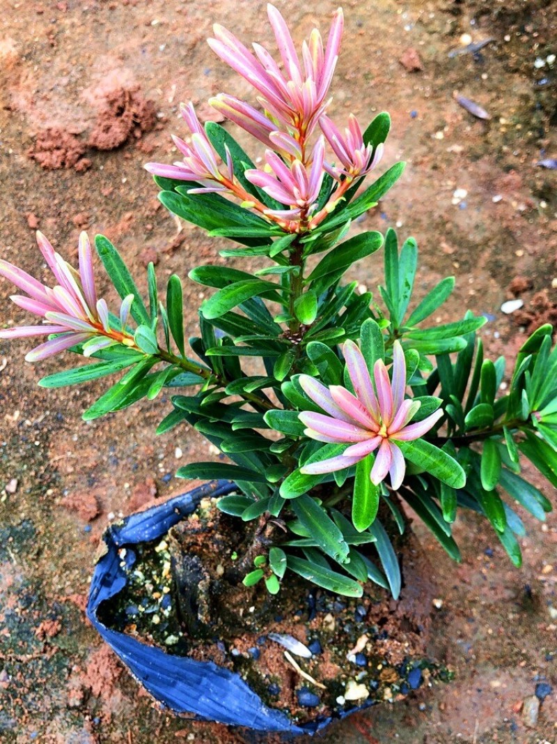 海岛紫红芽紫金松罗汉松紫真趣绿植花卉小盆栽造型树苗景园艺