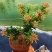 海岛紫红芽紫金松罗汉松紫真趣绿植花卉小盆栽造型树苗景园艺