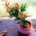 海岛紫红芽紫金松罗汉松紫真趣绿植花卉小盆栽造型树苗景园艺