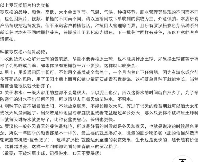 海岛紫红芽紫金松罗汉松紫真趣绿植花卉小盆栽造型树苗景园艺