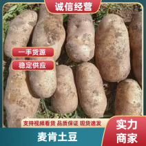 麦肯土豆大量上市全国发货品质保证量大从优可视频看货