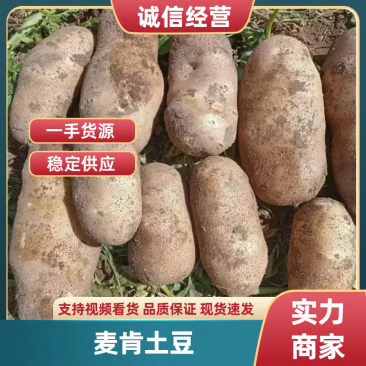 麦肯,大西洋土豆大量上市全国发货品质保证可视频看