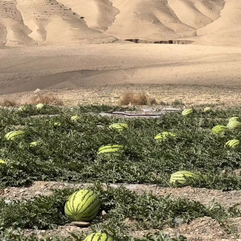 硒砂瓜宁夏石头瓜产地直发甜度很高诚信为本欢迎咨询