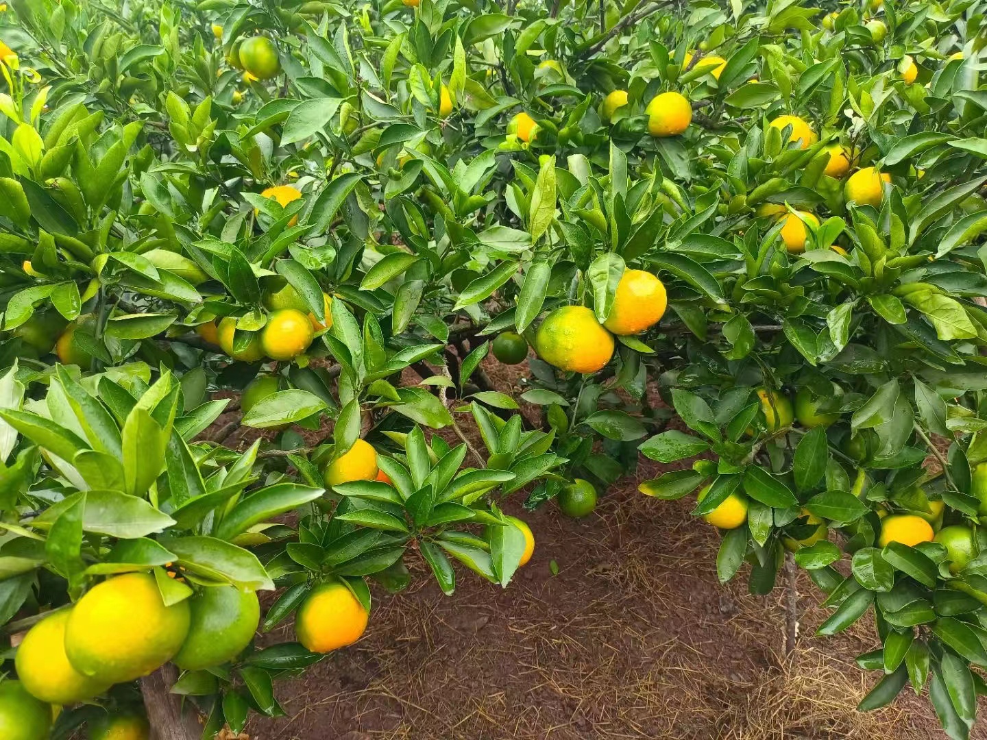 蜜橘果园中果实饱满、色泽鲜艳的蜜橘特写