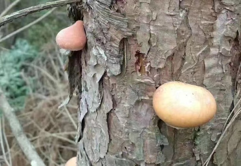 正宗云南野生须元果中药材隐孔菌树菌香豆无根荷包松橄榄觅阳