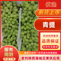 【抢福利】青提陕西发货量大从优颗粒饱满精心挑选