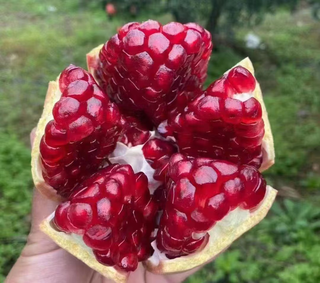成熟的软籽石榴果实特写